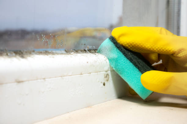 Why You Should Choose Our Mold Remediation Services in Covington, GA